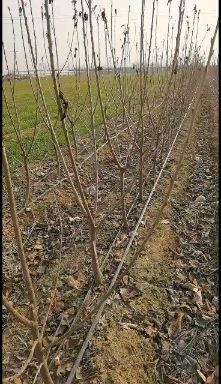 泰安萨米脱苗  3公分吉塞拉矮化大樱桃树美早布鲁克斯萨米脱俄八拉