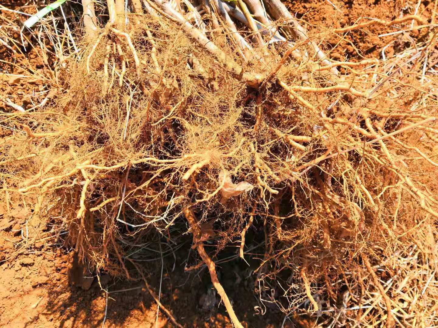 油蟠桃苗 自己嫁接，无一假货。纯2年苗。