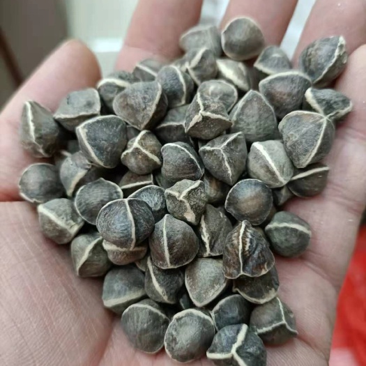印度引种辣木籽 辣木籽 中大号辣木籽