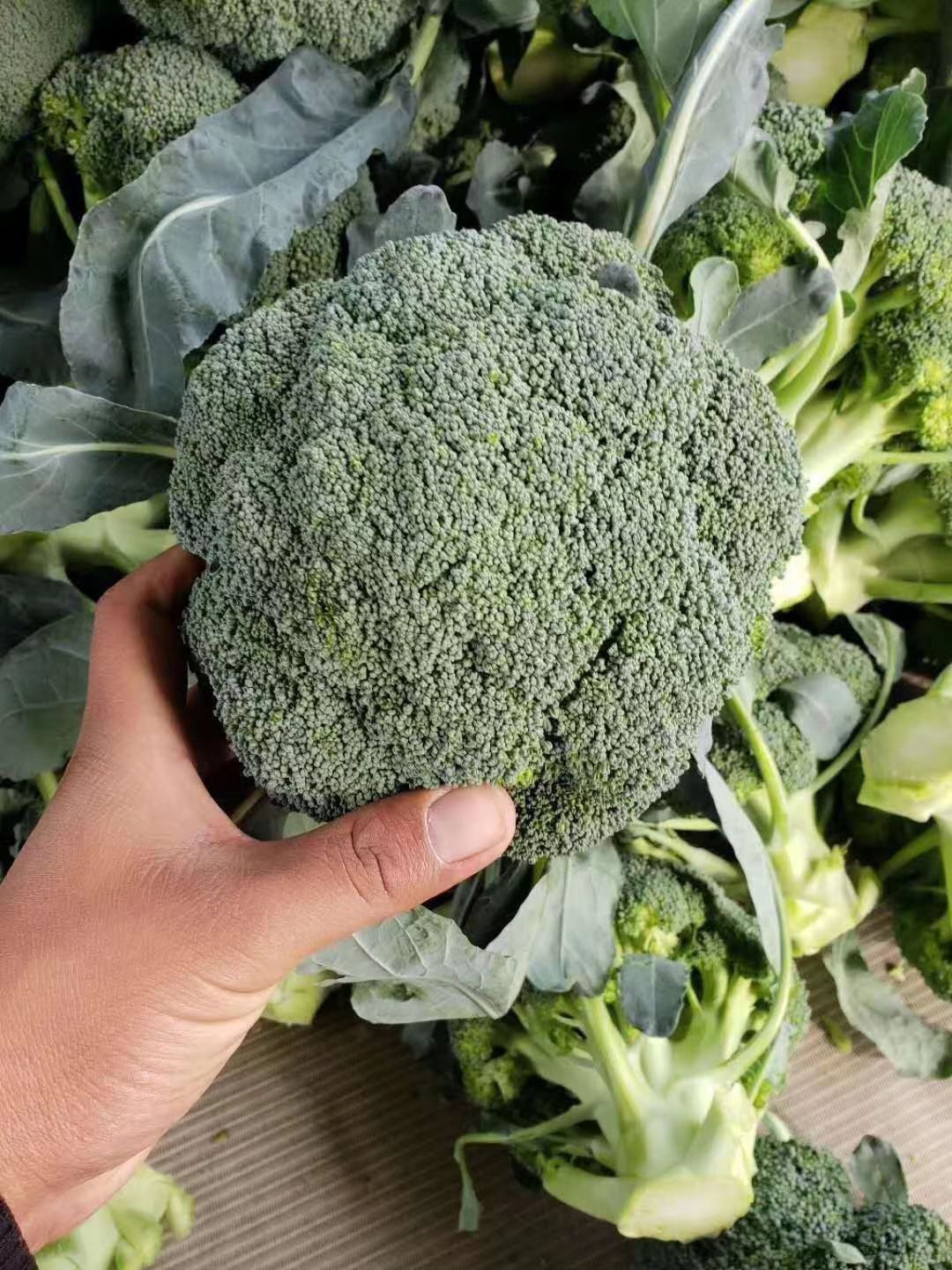 西兰花种子  炎秀西蓝花种子！高端品种，耐热，米粒小，高抗病