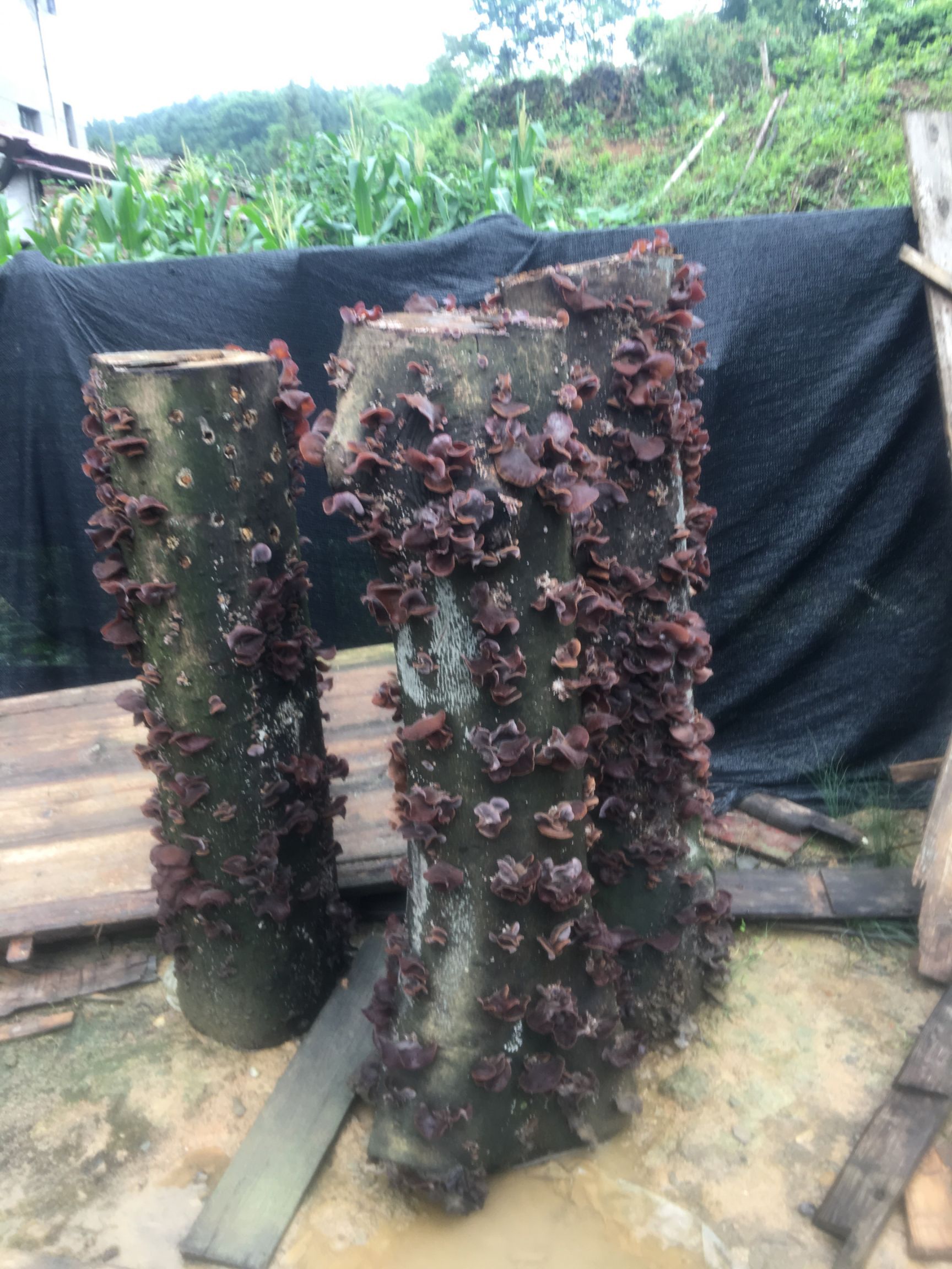 木耳菌种  食用菌毛木耳椴木菌种毛木耳原种栽培种免费提供农技指导