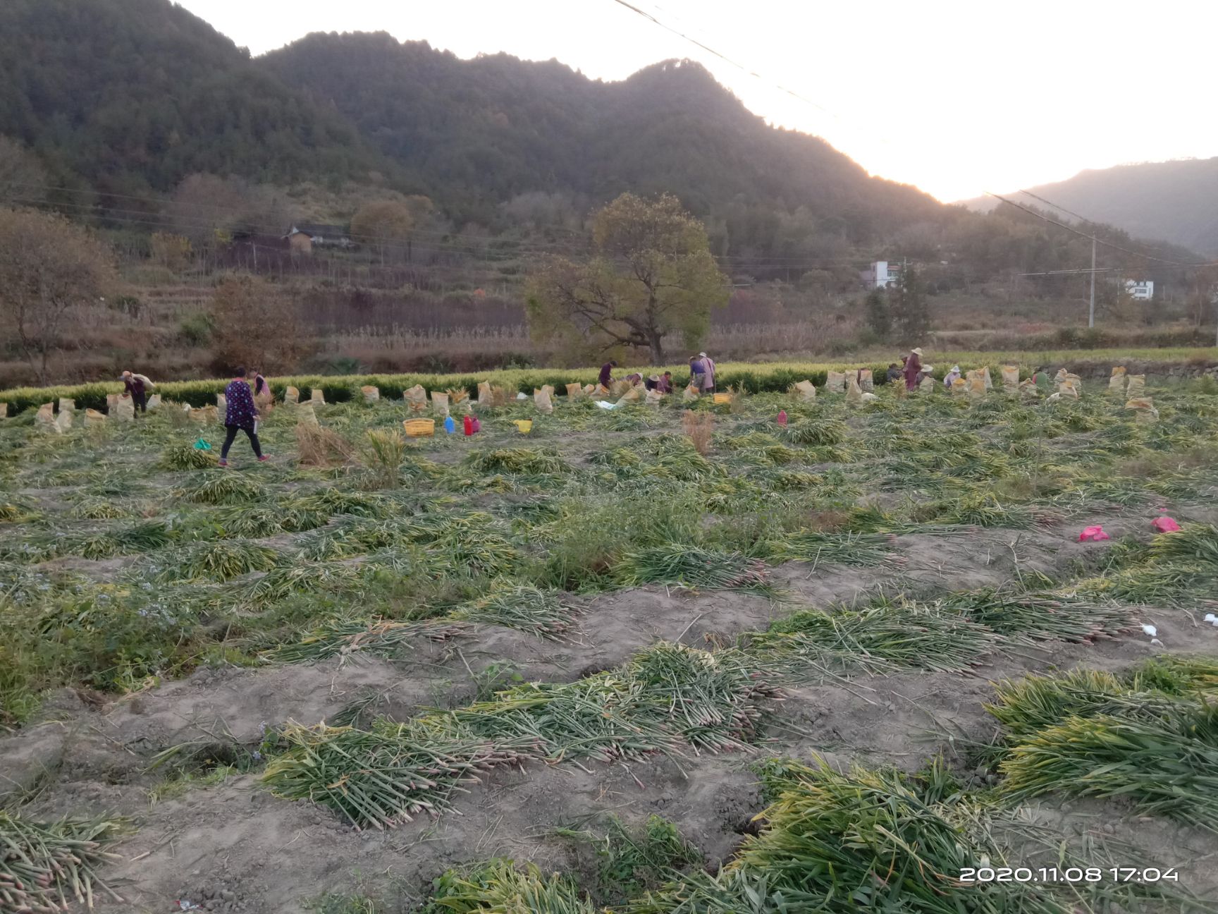 生姜  岳西山地姜 黄姜  常年有货