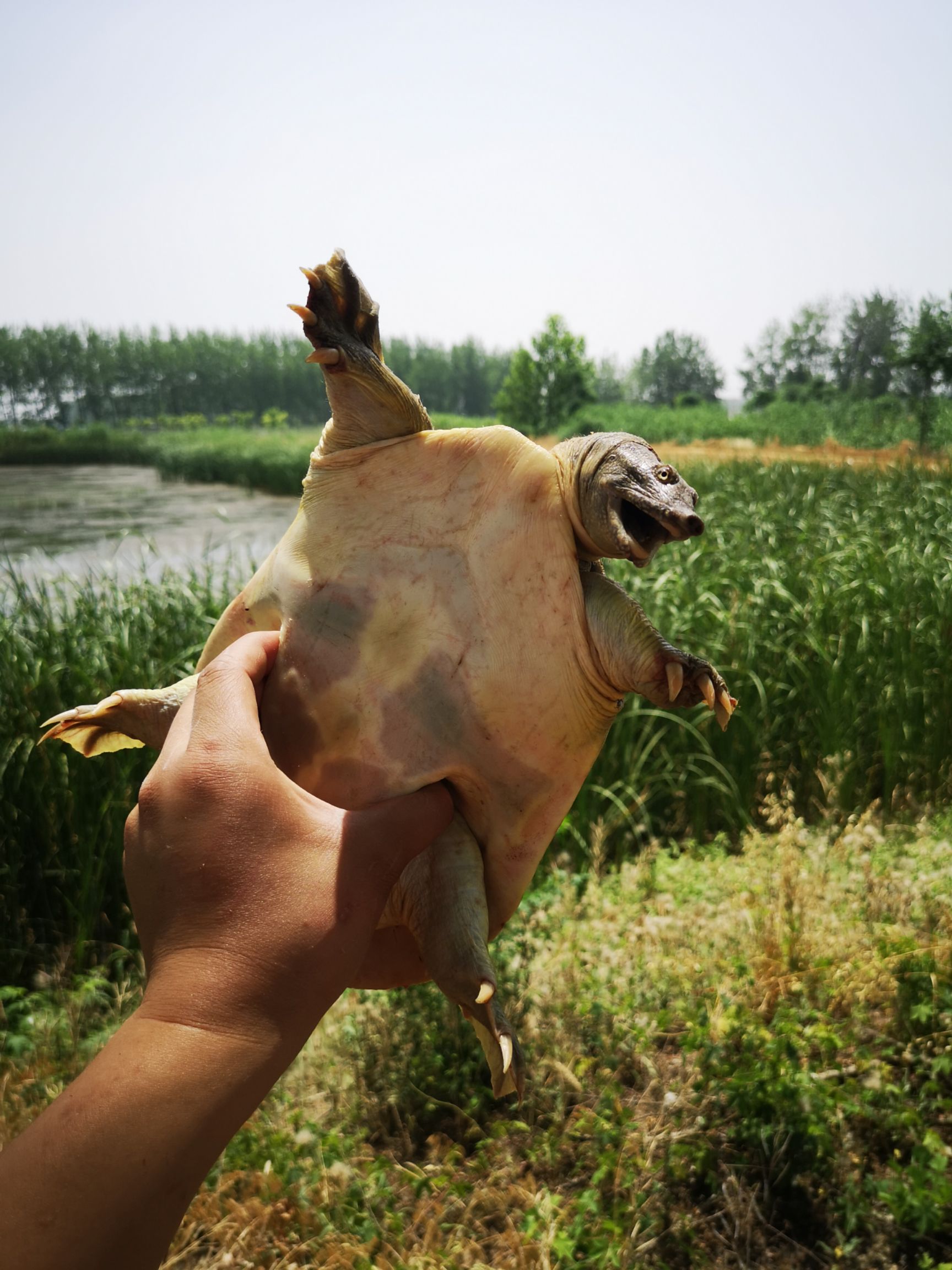 生态甲鱼  在大自然环境中生长，生长年份时间长，猛性十足，肉质鲜美