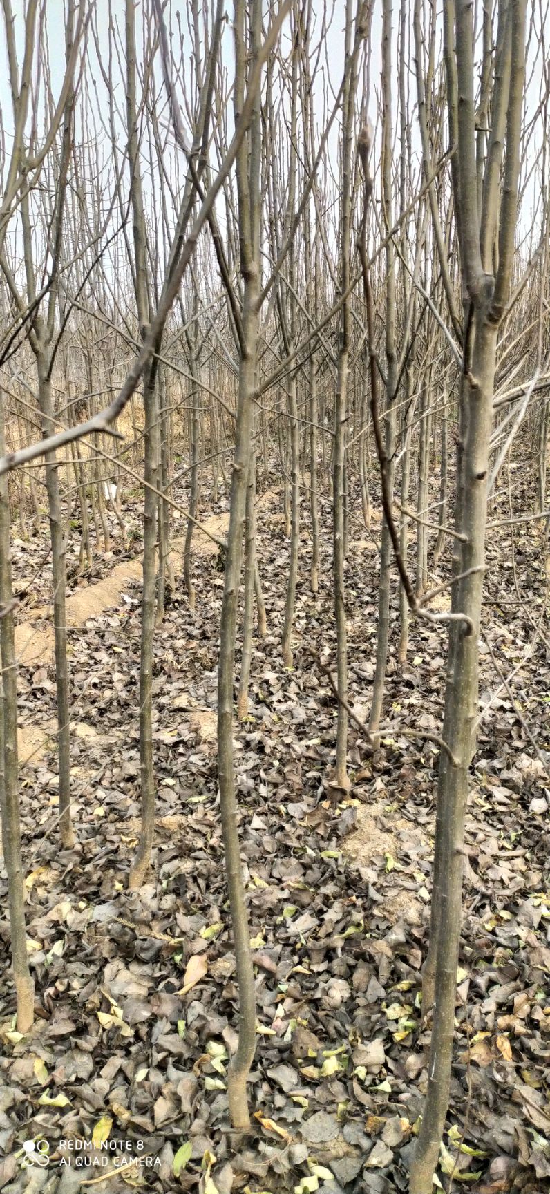 黄金梨苗 诚信第一质量保证