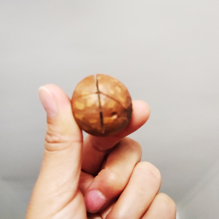 夏威夷果 澳洲坚果