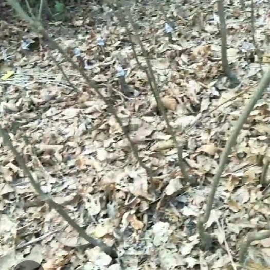 靖州县板栗树苗 板栗嫁接苗