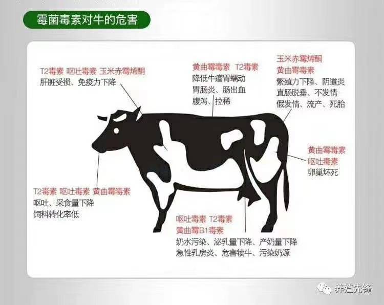 豆粕饲料  中药 微生态 葡萄糖氧化酶脱霉剂