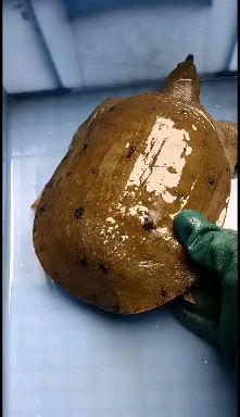 有机甲鱼  常年供应精选湖塘ye生甲鱼，黑花、黄花、黑背、黄背视频看货。