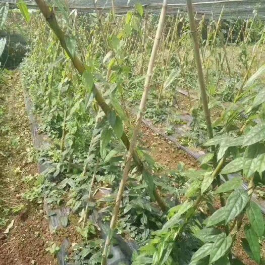 南充 基地地苦胆苗[金果榄]出售，量大！