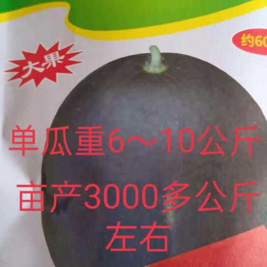 扶沟县黑神98西瓜种子 黑神98无籽西瓜种子中晚熟品种抗逆性强果实圆球形果皮默绿色
