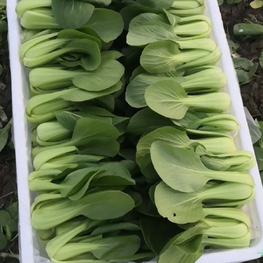 绵阳 精品上海青