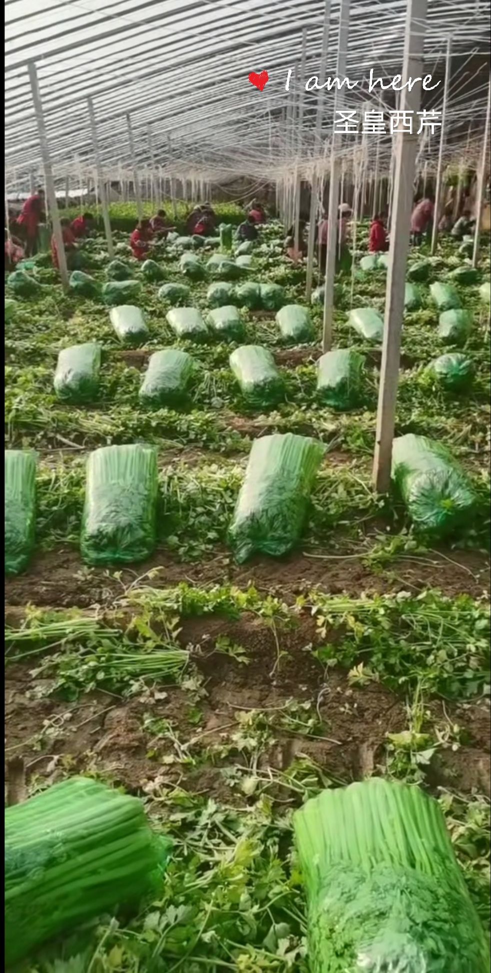 法国皇后芹菜种子  圣皇