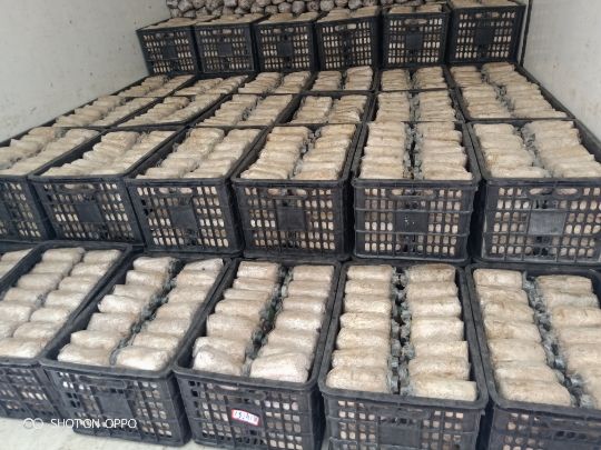 食用菌长裙竹荪菌种出茹快产量高免费提供农技指导