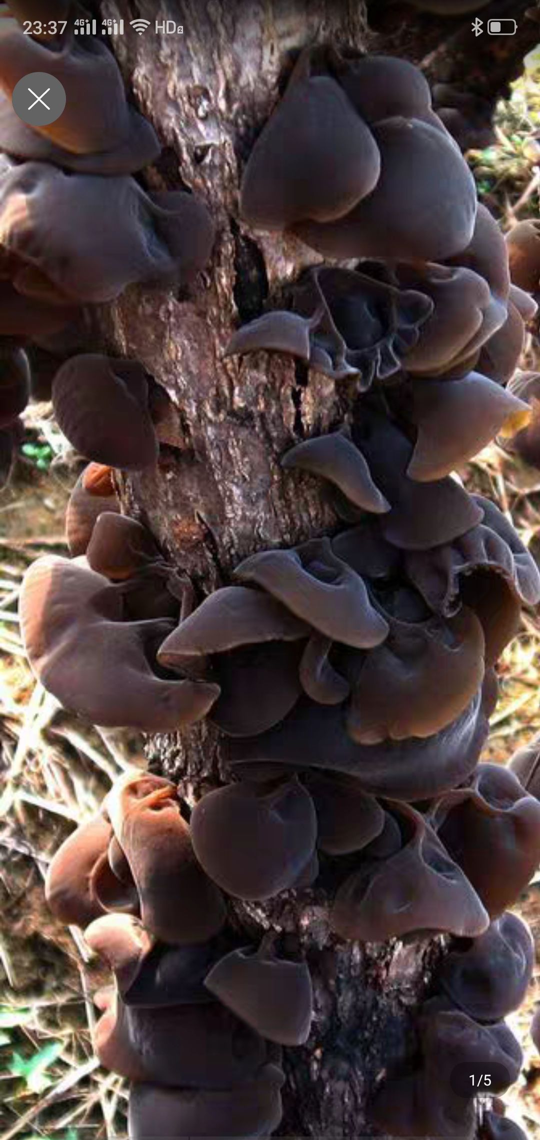 木耳菌种  食用菌毛木耳椴木菌种毛木耳原种栽培种免费提供农技指导