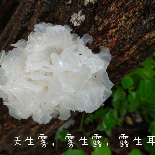 【推荐】正宗通江椴木银耳中朵干耳 软糯多胶 无硫熏无农药