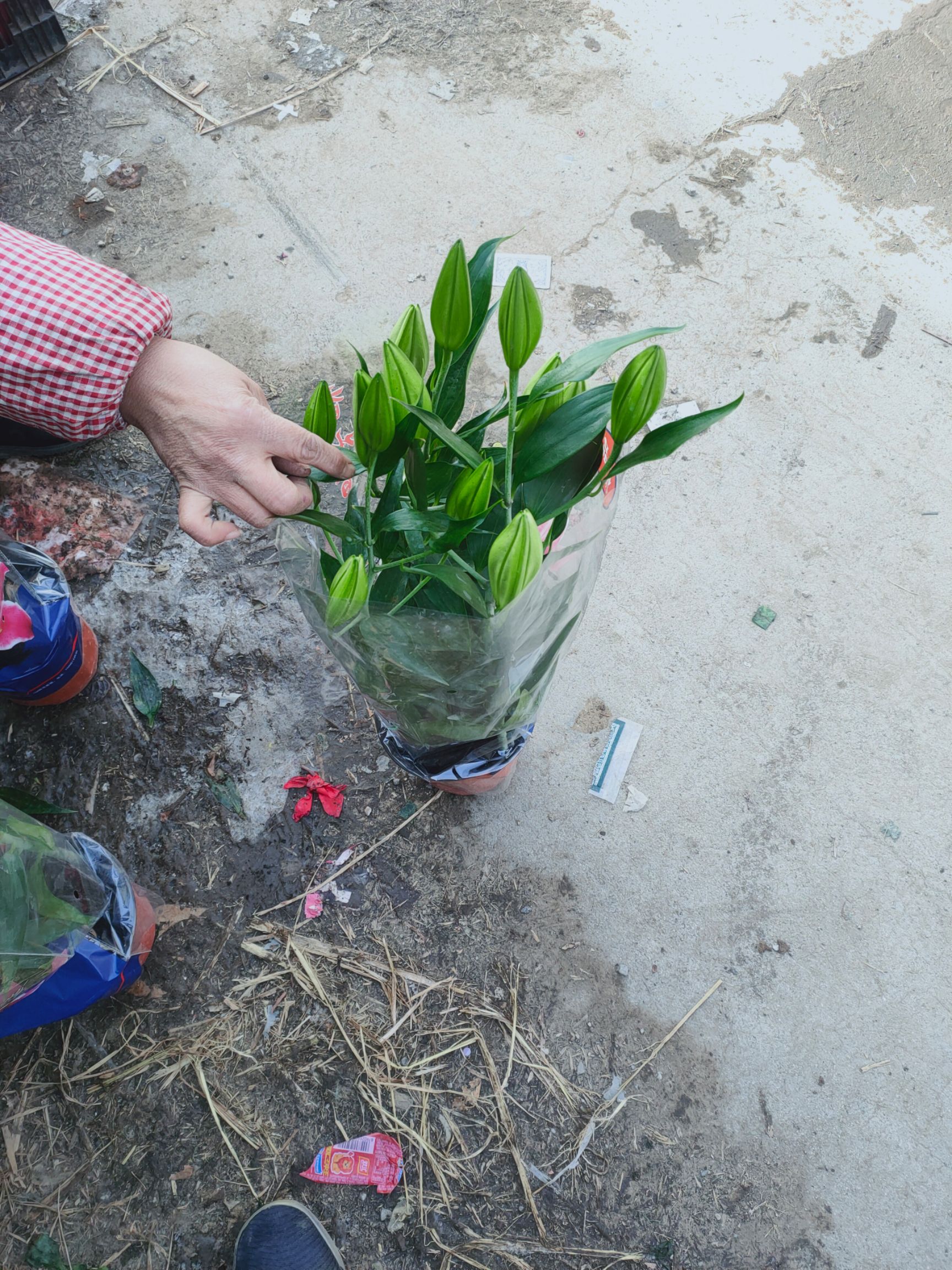 香水百合花，亚百，三颗一盆，180盆花苞多，基地直发，