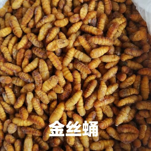 青岛蚕蛹  金丝蛹 40斤一袋
