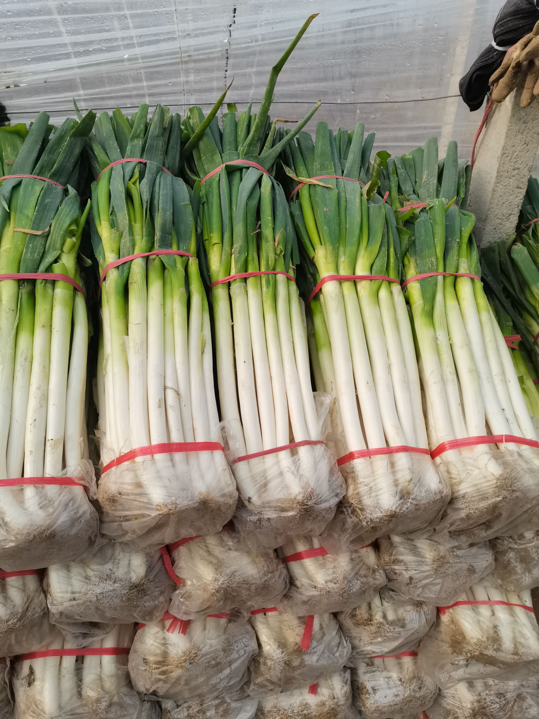 铁杆大葱  钢葱 毛葱，净葱，产地直发