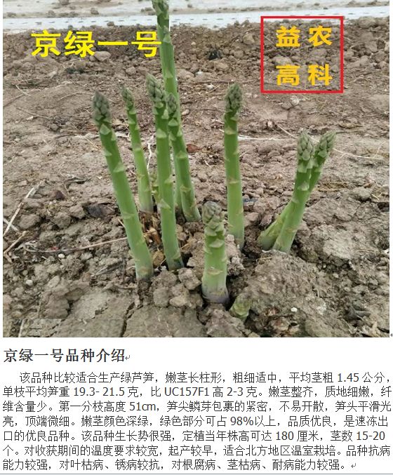蘆筍種子  北京 京綠一號(hào)雜交種子 筍莖均勻 品質(zhì)好