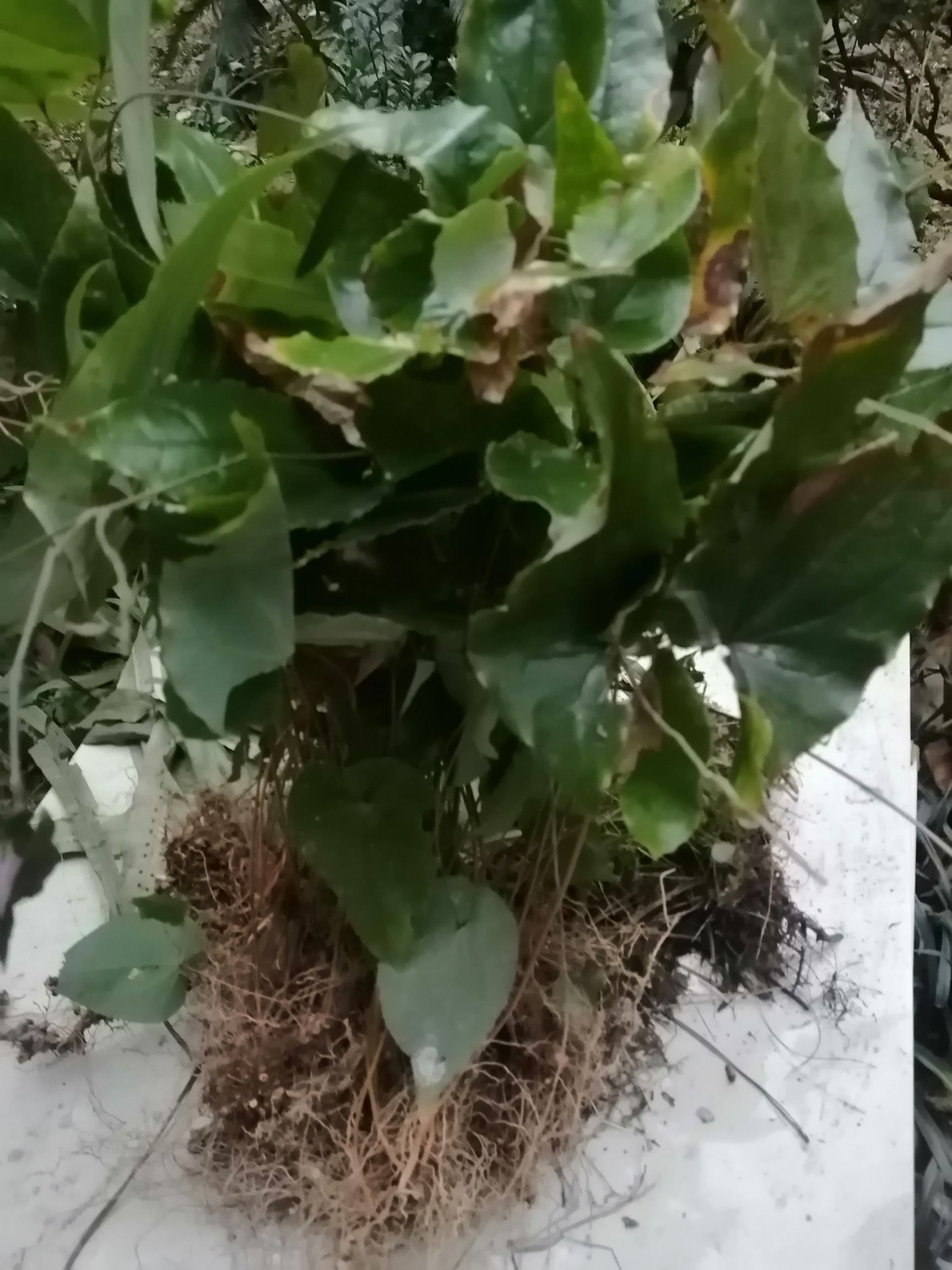 短角淫羊藿 贵州淫‘鲜货干货大量收购