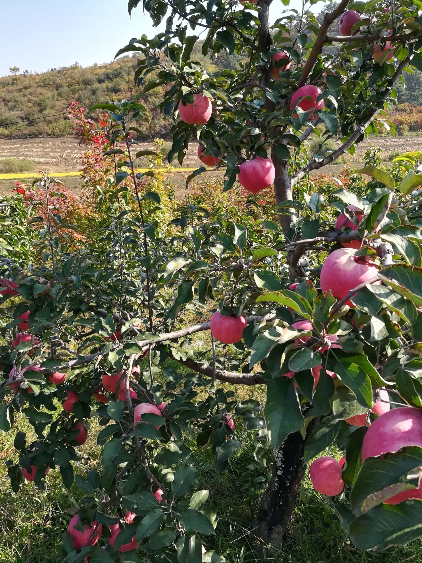 寒富苹果 自家产的苹果质量好口感甜脆，欢迎订购。