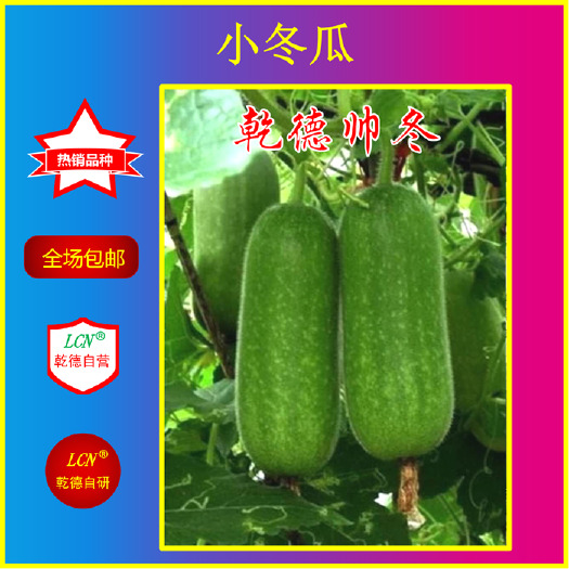 寿光市乾德帅冬 绿皮迷你小冬瓜种子 可生吃 高产  春秋新品