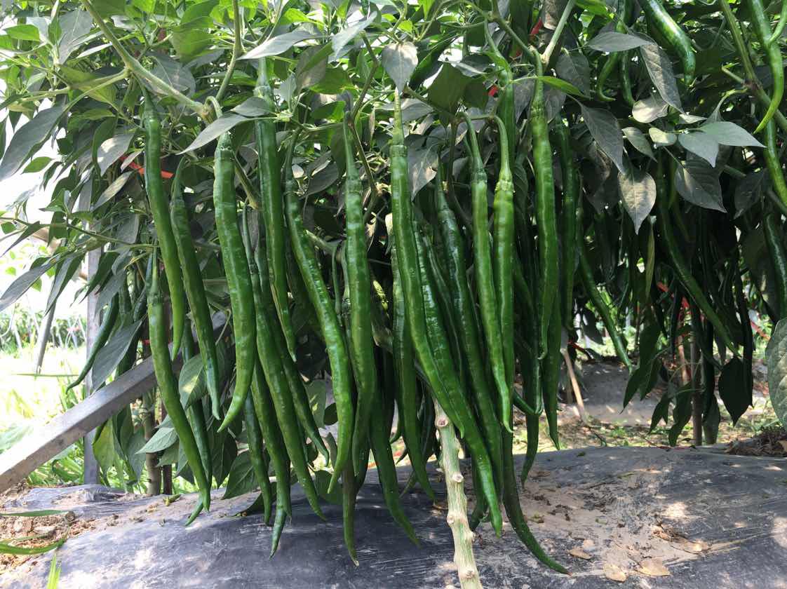 郑州线椒种子海澜99 长26到33公 墨绿色硬度前后期不易变短