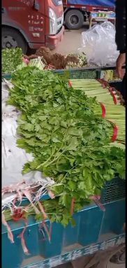 兰陵县西芹 