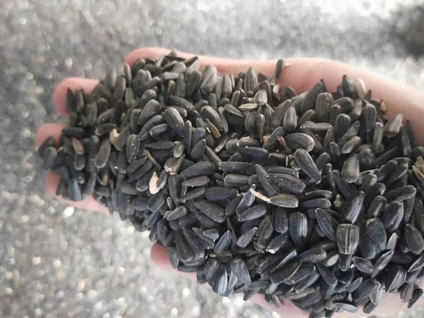 葵花籽 油葵
