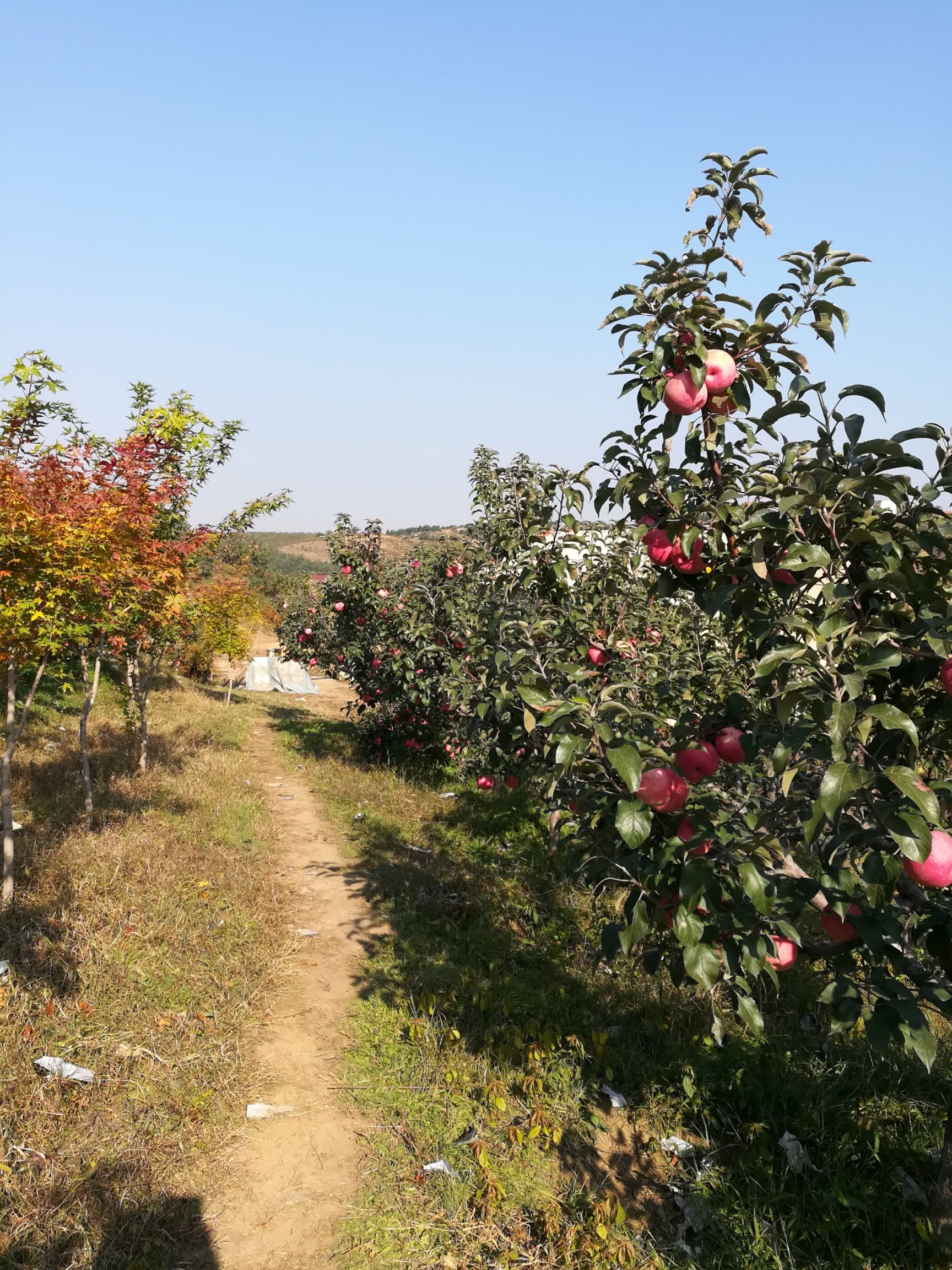 寒富苹果 自家产的苹果质量好口感甜脆，欢迎订购。