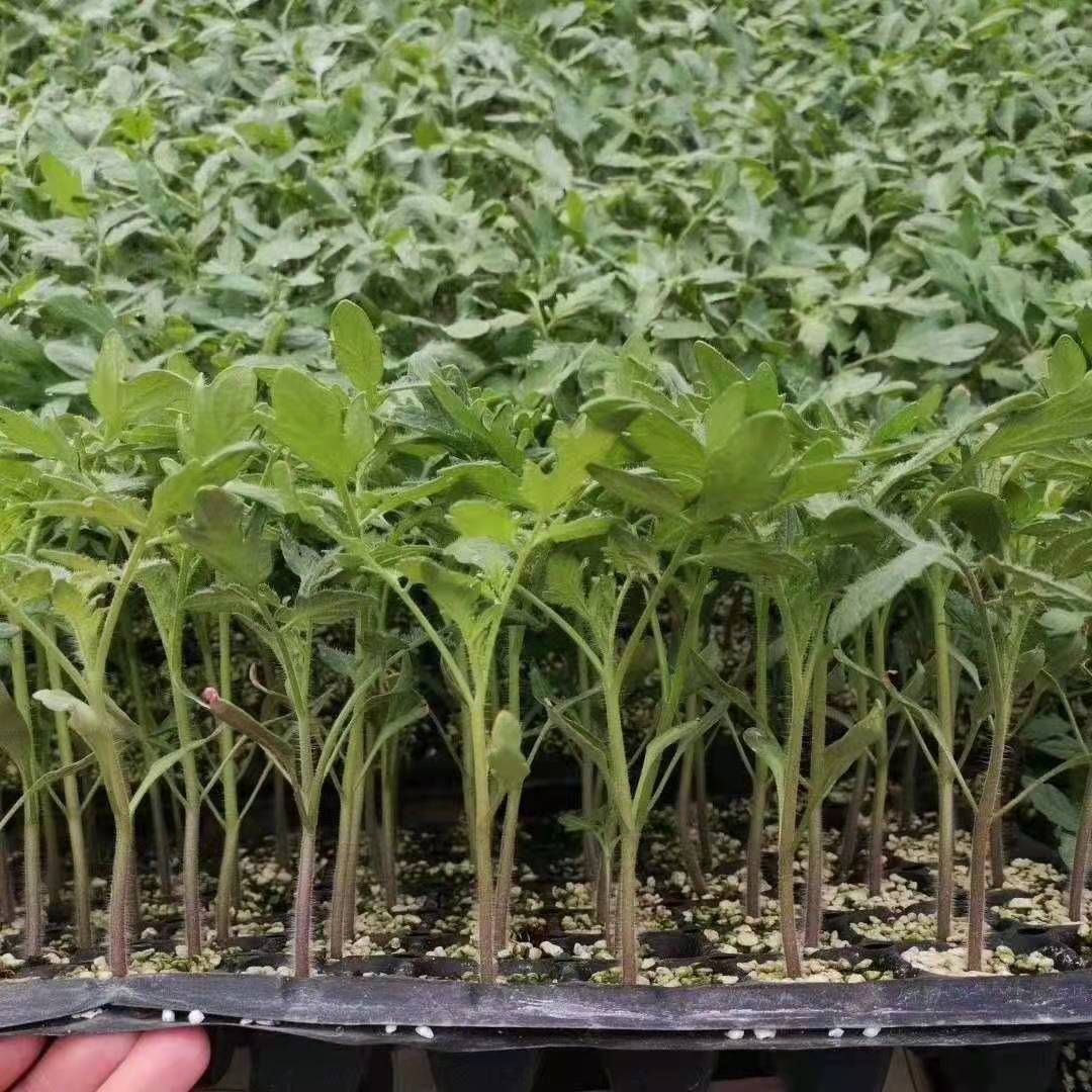 大红番茄苗  嫁接大红西红柿苗  抗病性好 根系发达 易成活