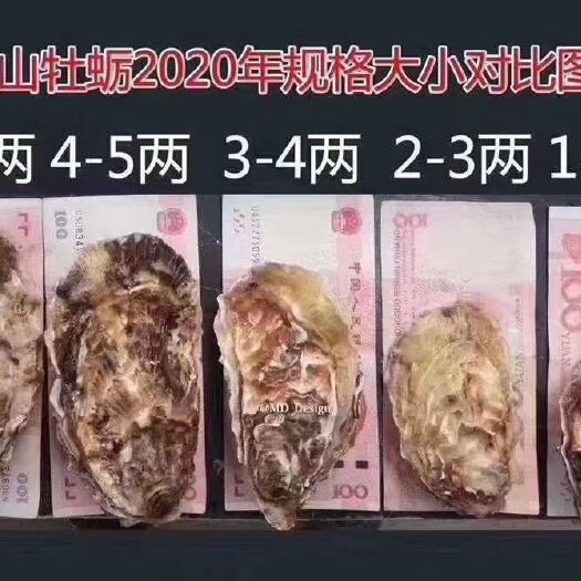 乳山市乳山牡蛎，海洋馈赠，个大体肥，味道鲜美，50斤起批，邮费自理