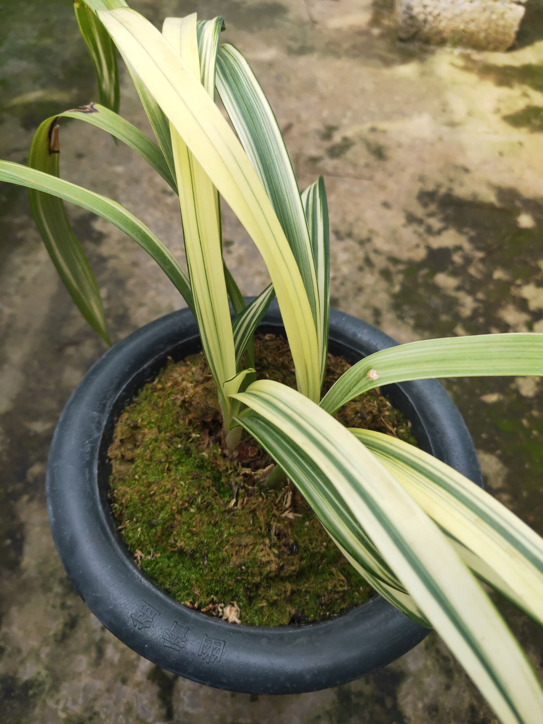  云南大理本地**虎头兰艺草品种