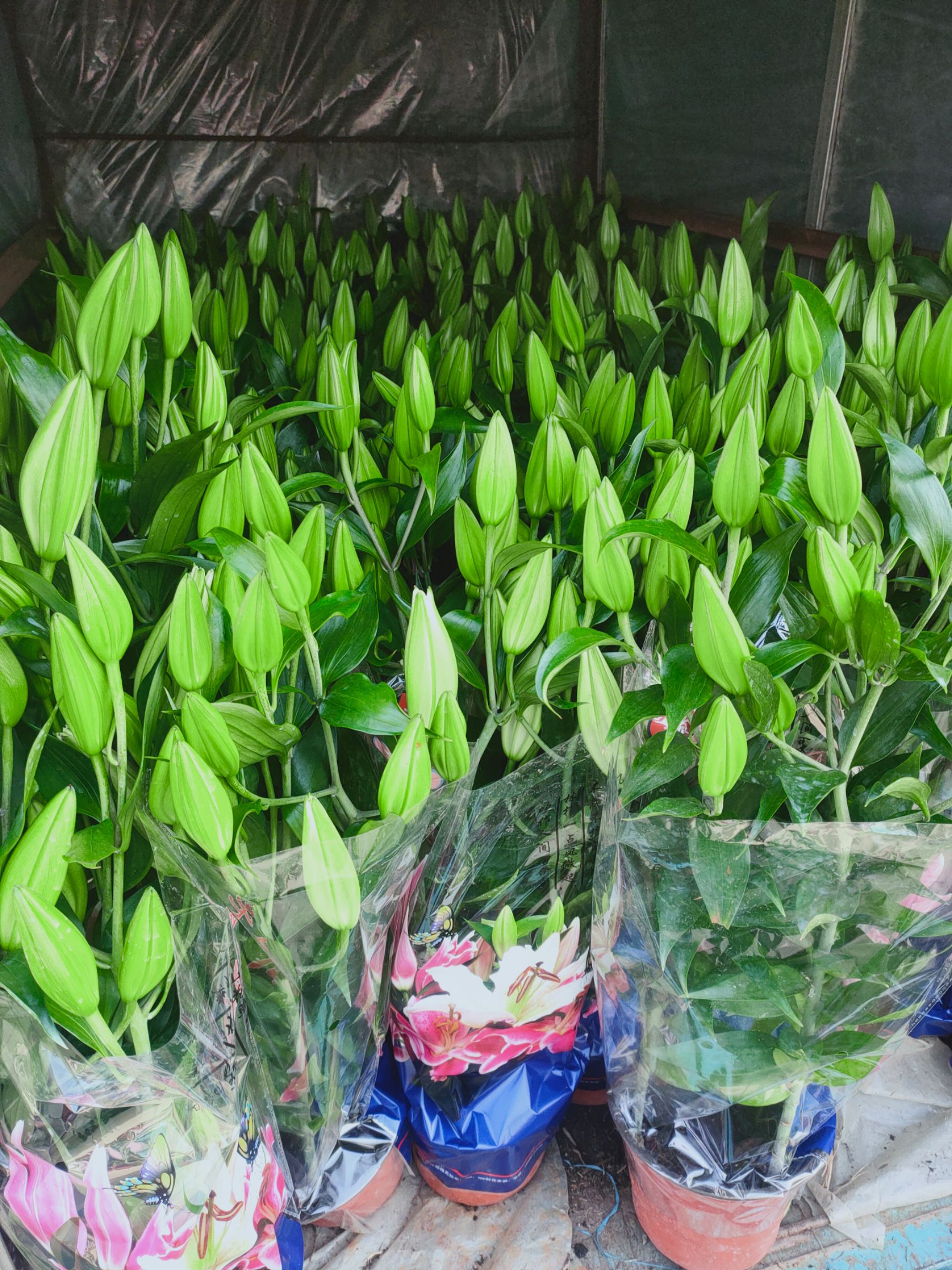 香水百合花，亚百，三颗一盆，180盆花苞多，基地直发，