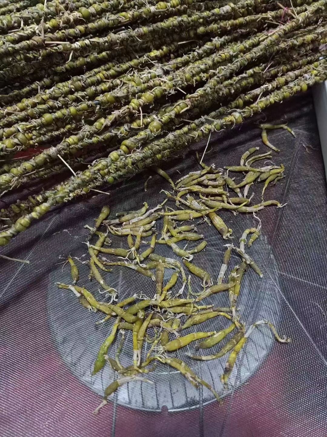 石斛米斛  正宗霍山米斛  5年林下种植  品质好 胶质好 批发价