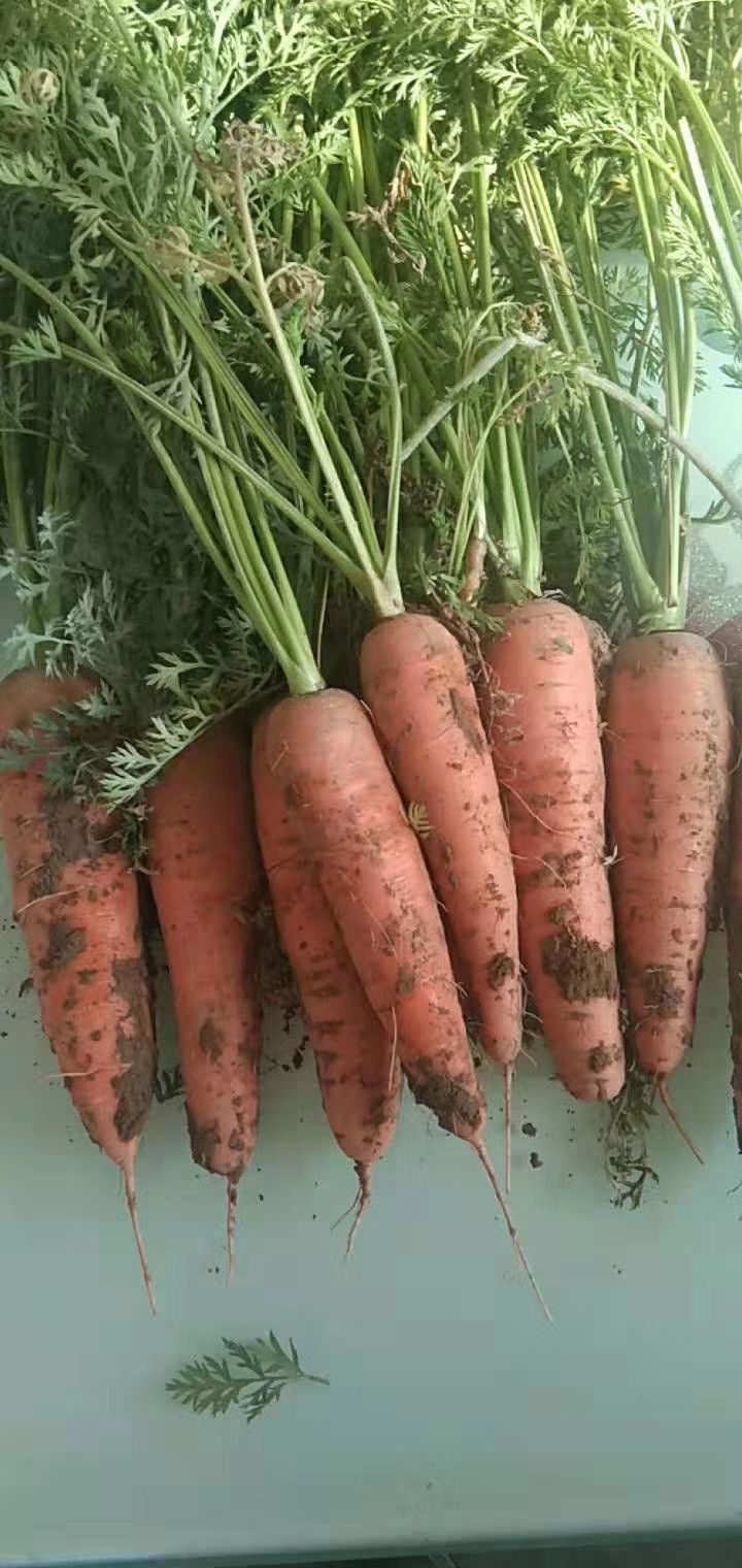 三红胡萝卜  精品三红萝卜，无青头收尾好，鲜艳脆甜
