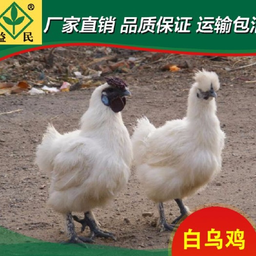 衡阳乌骨鸡苗  鸡苗竹丝鸡苗白凤乌鸡苗
