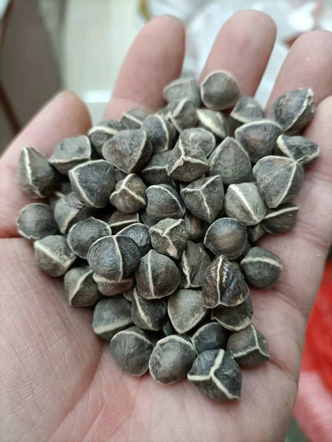 印度引种辣木籽 辣木籽 中大号辣木籽