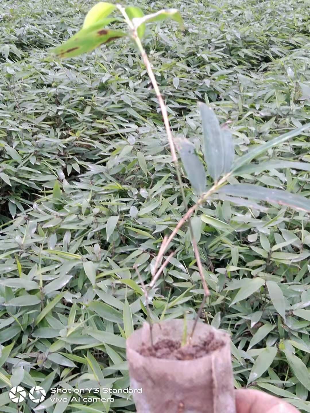 楠竹苗  价格合理，量大从优，欢迎选购。