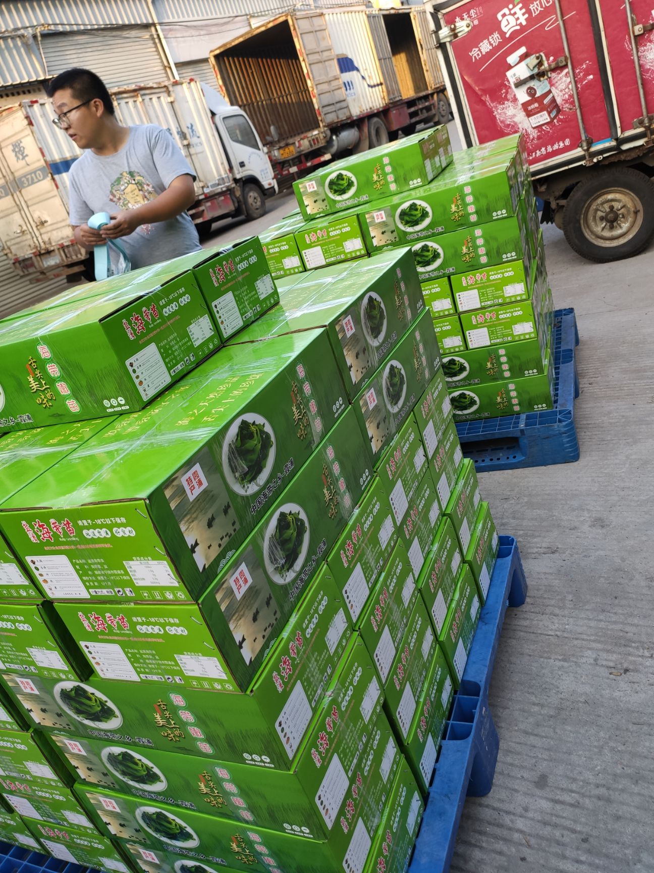 海带芽  海带苗  22年霞浦海带嫩苗盐渍新鲜小海带一斤装彩