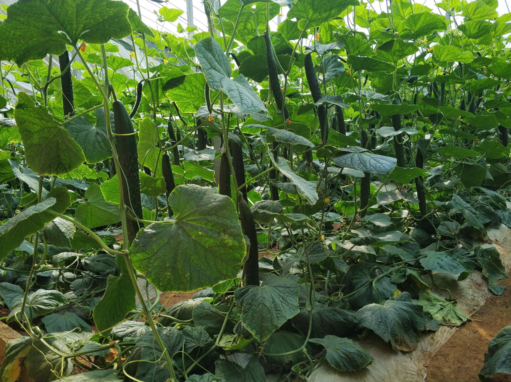 乾德20，强雌油亮，把短密刺，黄瓜种子，春秋冬栽培