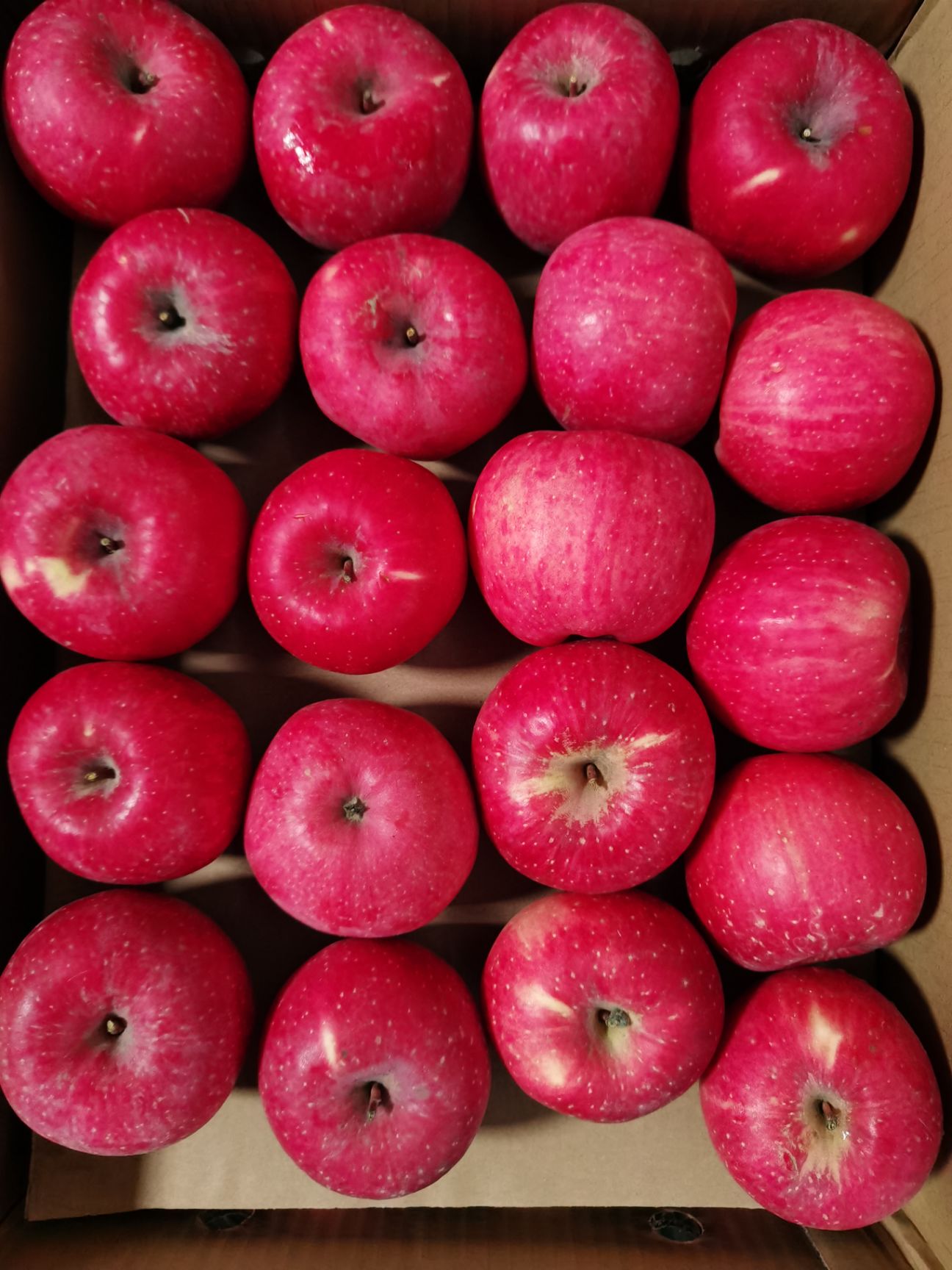 高原红苹果 纸+膜袋 条红+片红 一级果 