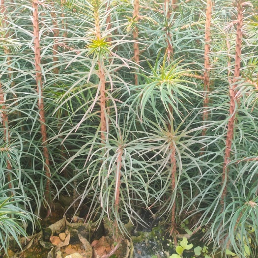 丘北县杉木树苗 
