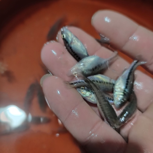 横州市加州鲈鱼苗
