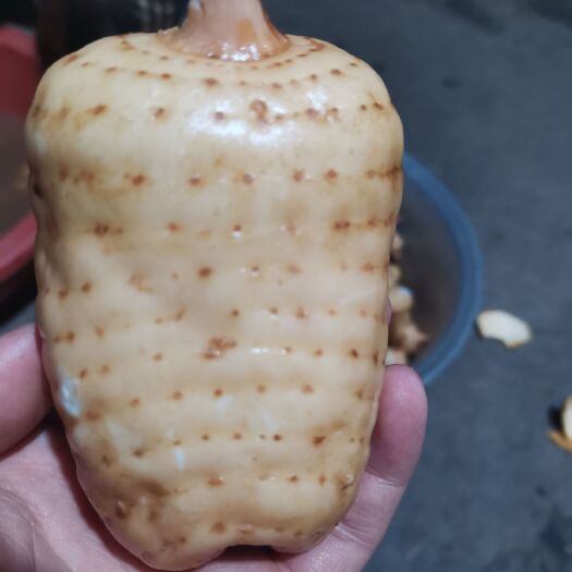 镇雄县加工好真空包装鲜天麻 云南昭通小草坝天麻，假一赔十