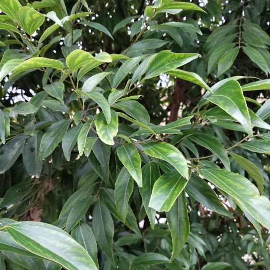 宾阳县土香叶，炖牛肉、羊肉、牛腩