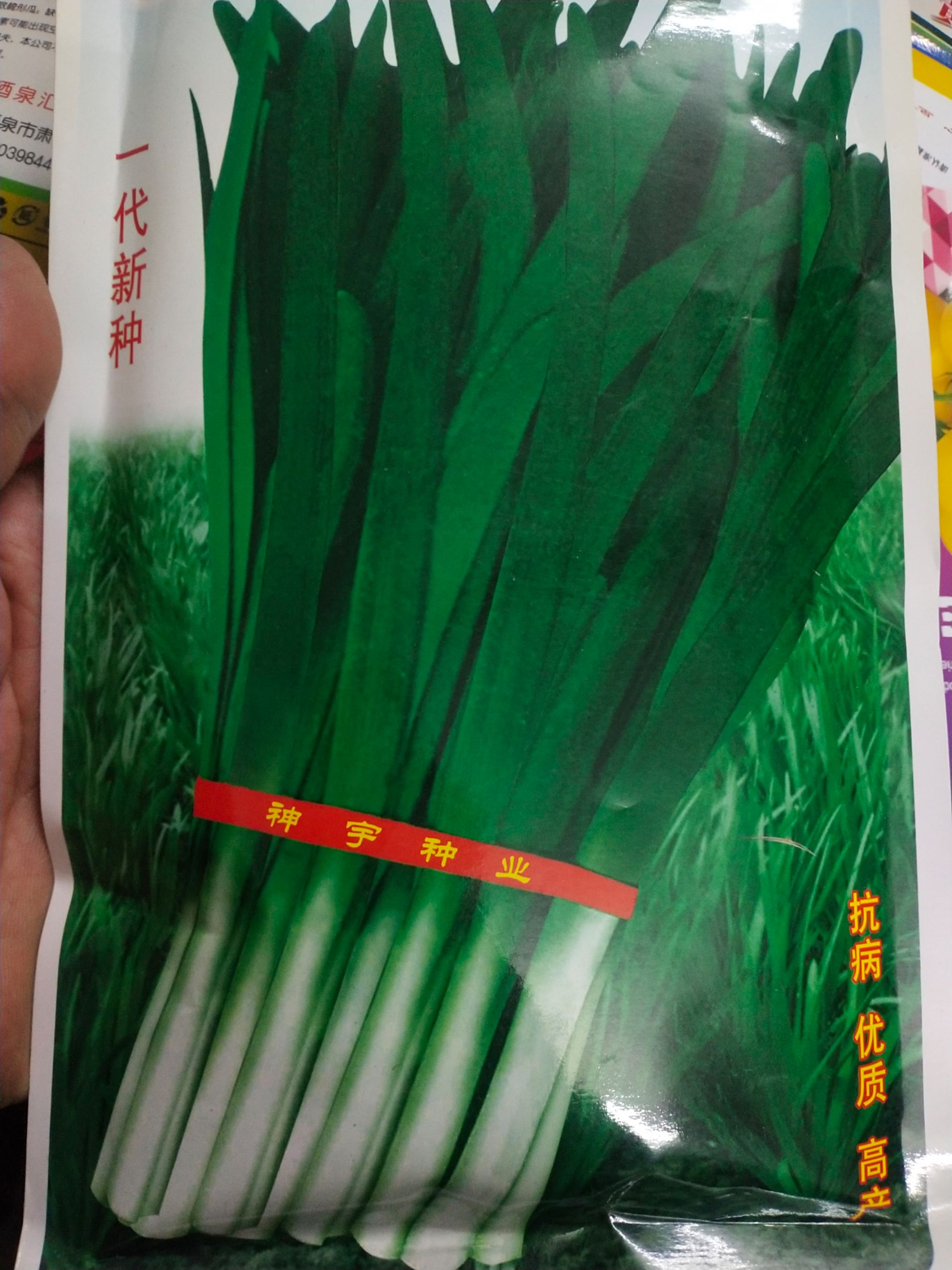 韭菜种子 丰冠韭菜  高50厘米以上