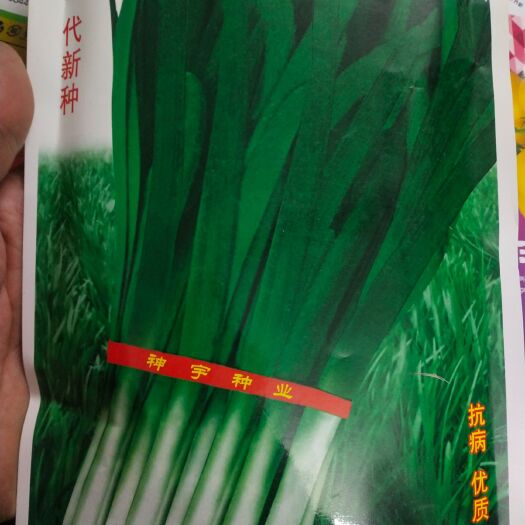 扶沟县韭菜种子 丰冠韭菜  高50厘米以上