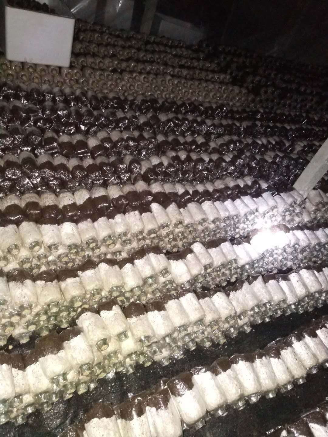 食用菌长裙竹荪菌种出茹快产量高免费提供农技指导