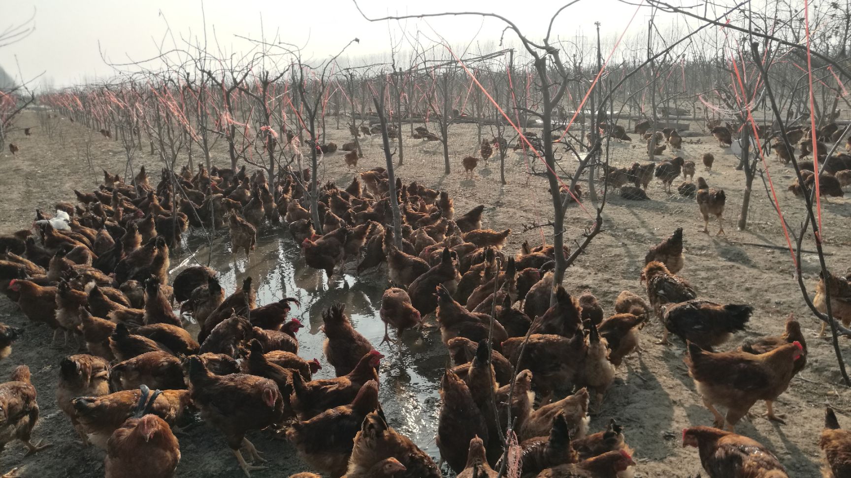 土鸡  七个月散养公鸡